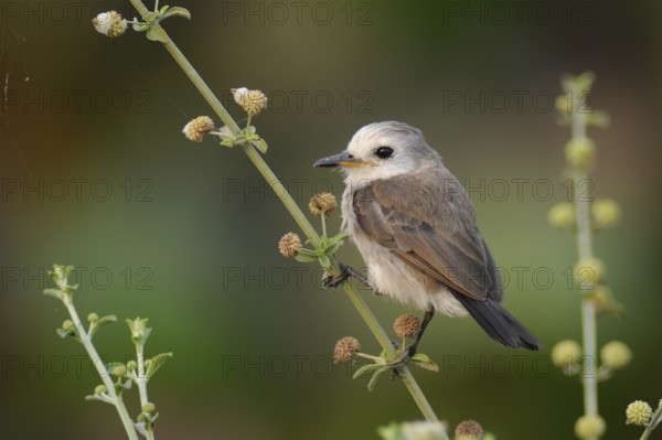 Masked Water Tyrant (Fluvicola nengeta), Pantanal, Brazil
