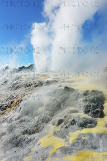 Prince of Wales and Pohutu geysers erupting, Te Puia Thermal Valley, Rotorua, Bay of Plenty, North Island, New Zealand