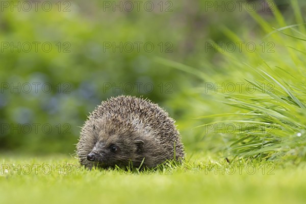 European hedgehog (Erinaceus europaeus) adult animal on a garden grass lawn, England, United Kingdom