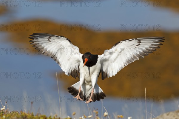 Eurasian Oystercatcher (Haematopus ostralegus) flying, Iceland