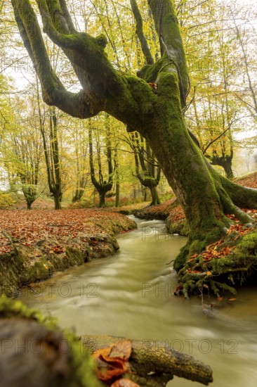 Majestic autumn scene in Gorbea Natural Park, Basque Country, Spain. Vibrant foliage surrounds a serene stream, creating a picturesque landscape of nature tranquility