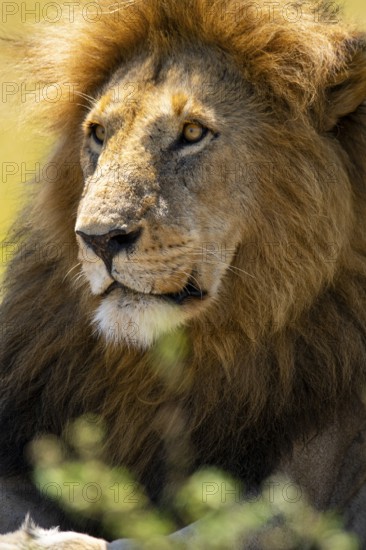 A close-up of a lion with a magnificent mane, captured in the heart of Kenya's savannah, showcasing its power and elegance against a blurred natural background