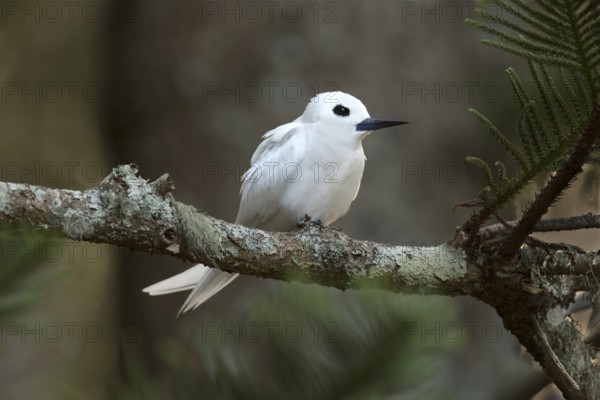 White Tern (Gygis alba candida) perched on a branch, Norfolk Island, Australia