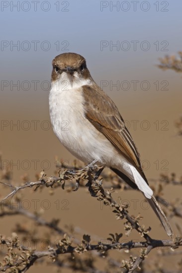 Marico Flycatcher (Melaenornis mariquensis), Northern Cape, South Africa