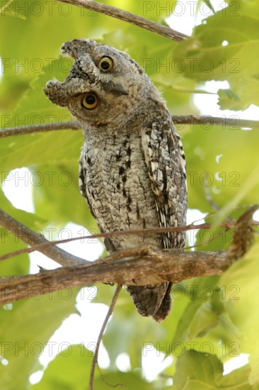 African Scops Owl (Otus senegalensis), Kruger National Park, South Africa