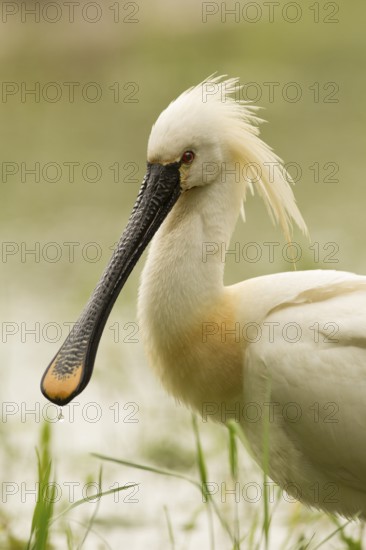 Eurasian Spoonbill (Platalea leucorodia), Serbia