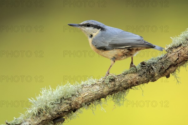 Eurasian Nuthatch (Sitta europaea) perched on lichen covered branch, Andalusia, Spain