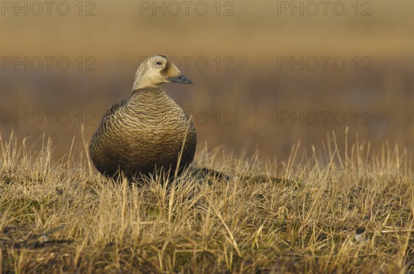 Spectacled Eider (Somateria fischeri) female, Alaska, USA