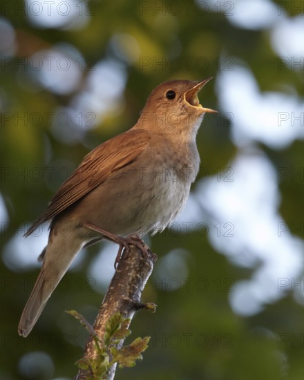 Thrush Nightingale (Luscinia luscinia) singing, Mecklenburg-Western Pomerania, Germany
