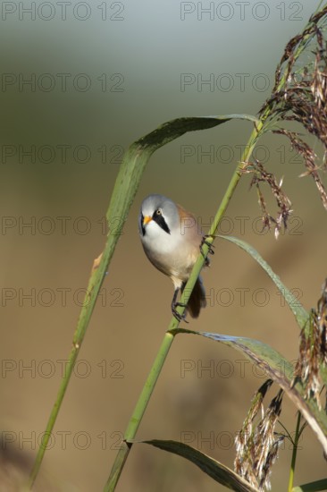 Bearded tit or reedling (Panurus biarmicus) adult male bird on a reed stem in a reedbed, England, United Kingdom