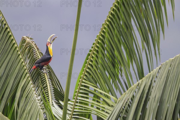 Red-breasted Toucan (Ramphastos dicolorus) perched on a branch in the Atlantic rainforest of southeast Brazil