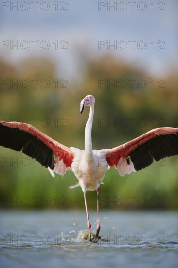 Greater Flamingo (Phoenicopterus roseus), landing in the water, Parc Naturel Regional de Camargue, France
