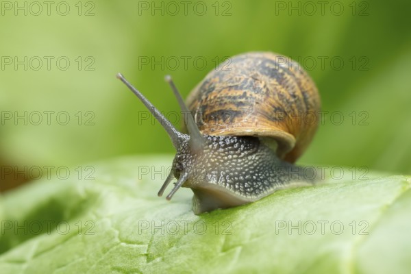 Garden snail (Cornu aspersum) adult gastropod molluscs on a garden vegetable plant leaf in summer, England, United Kingdom