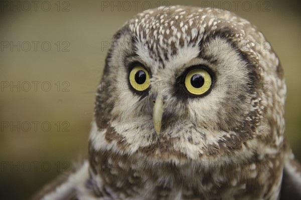 Boreal Owl (Aegolius funereus), North Rhine-Westphalia, Germany