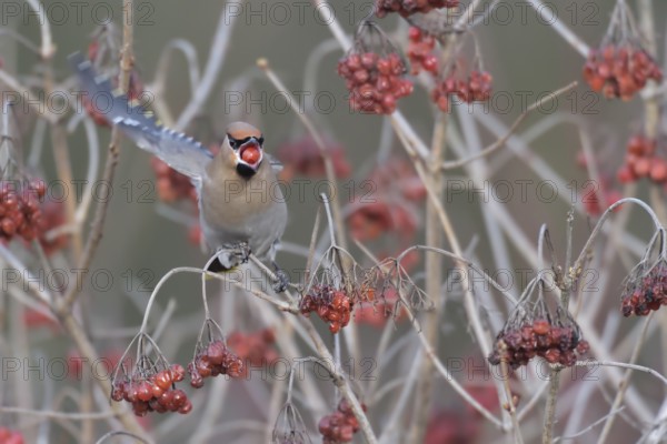 Bohemian Waxwing (Bombycilla garrulus) feeding on berries, North Rhine-Westphalia, Germany