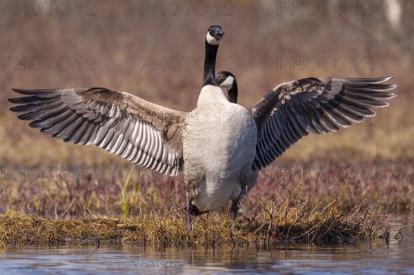 Canada goose (Branta canadensis) at a lake, Fågelsjö, Gävleborgs län, Sweden