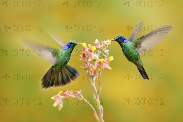 Two birds with orange flower. Hummingbirds Green Violet-ear, Colibri thalassinus, flying next to beautiful yellow flower, Savegre, Costa Rica. Action wildlife scene from nature. Animal behaviour