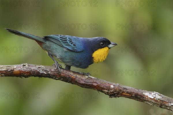 Purplish-mantled Tanager (Iridosornis porphyrocephalus) perched on a branch in the Andes Mountains of Colombia