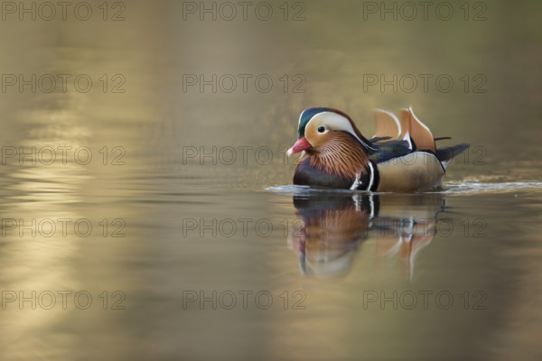 Mandarin Duck (Aix galericulata) male, North Rhine-Westphalia, Germany