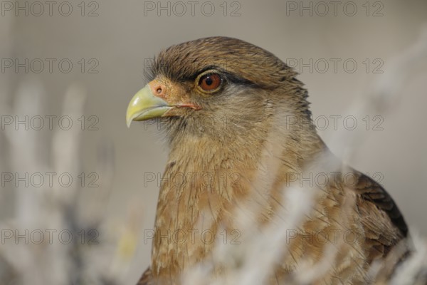 Chimangokarakara, lat. Phalcoboenus chimango, Kopfportrait von der Seite