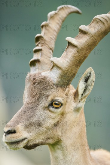 Alpine ibex (Capra ibex) male, portrait, wildlife Park Aurach near Kitzbuehl, Austria