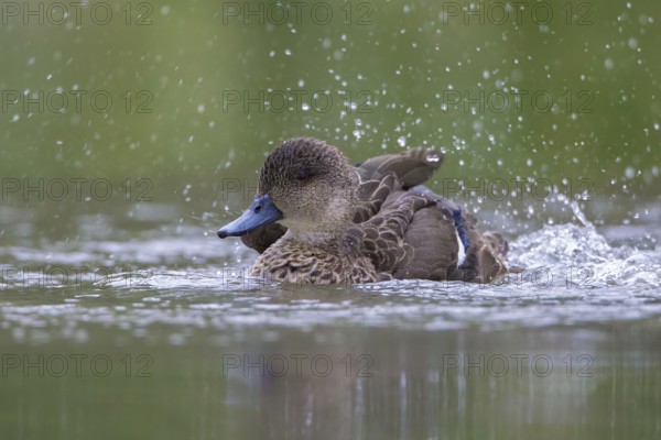 Grey Teal (Anas gracilis) bathing, Victoria, Australia