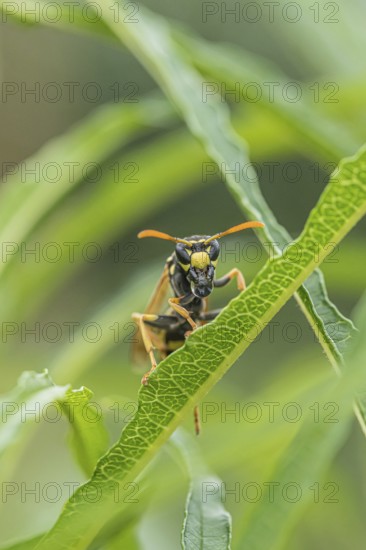Gallic field wasp collecting nectar, european paper wasp (Polistes dominula), columnar deciduous tree (Frangula alnus FINE LINE), regurgitation, regurgitation of a food droplet