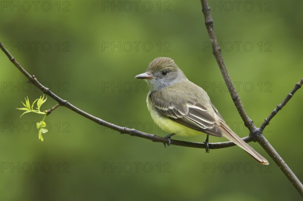 Great Crested Flycatcher (Myiarchus crinitus), Manitoba, Canada