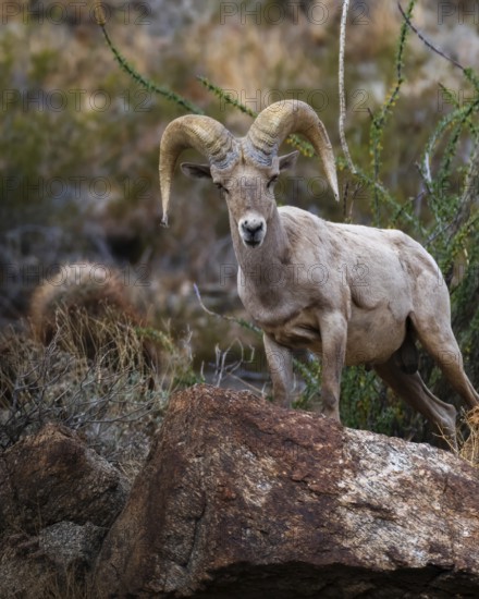 From below, a bighorn sheep stands majestically on a rocky terrain in the Santa Rosa Mountains, Southern California, showcasing its impressive curved horns