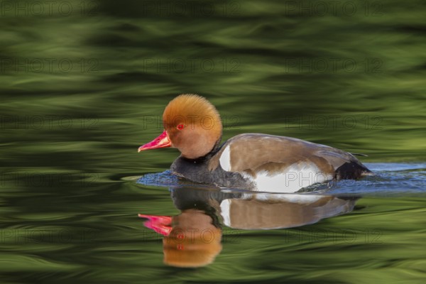 Red-crested Pochard, Netta rufina, Nette rousse, Pato Colorado, Luisenpark, Mannheim, Baden-Württemberg, Germany
