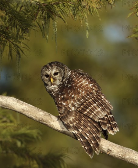 Barred Owl (Strix varia) perched on a branch, Florida, USA