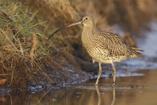 Eurasian Curlew (Numenius arquata), Netherlands