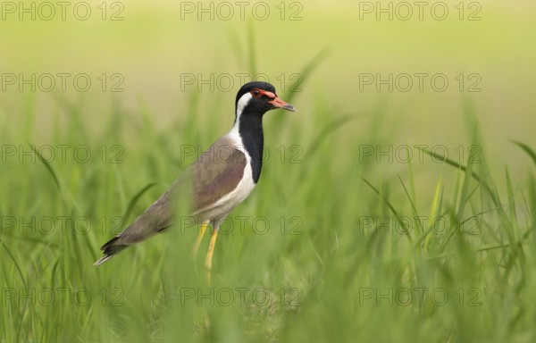 Red-wattled Lapwing (Vanellus indicus) standing alert, Sreepur, Gazipur, Bangladesh