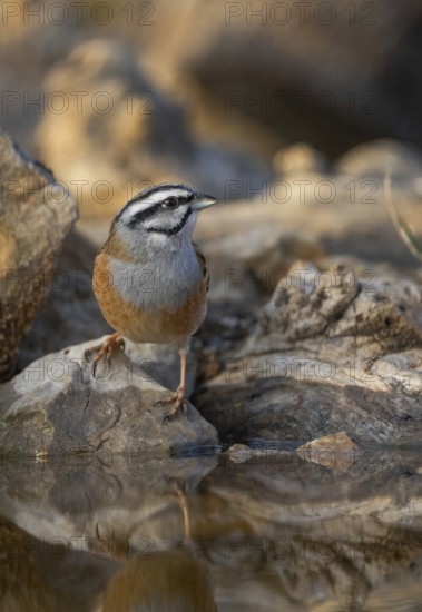 An intimate portrait of a rock bunting, Emberiza cia, perched on a jagged rock beside a calm water body, reflecting its image