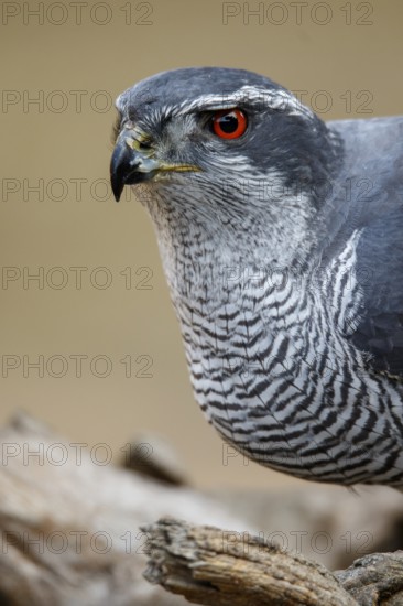 Northern Goshawk (Accipiter gentilis), adult male, Castile and Leon, Spain