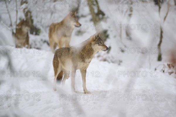 A wolf stands alert in the snowy forest, two other wolves are nearby, Winter, Wolf (Canis lupus), Germany