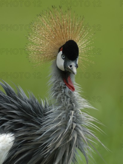 Grey Crowned Crane (Balearica regulorum), Uganda