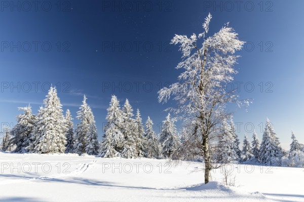 Sunny winter landscape with snow-covered trees, bushes, trails and branches covered with hoarfrost on the Ore Mountains Ridge, Zinnwald-Georgenfeld, Altenberg, Eastern Ore Mountains, Saxony, Germany