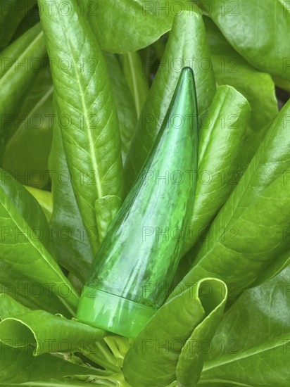 Tube of aloe gel, encased in vibrant green leaves, ideal for skin, hair, and body care