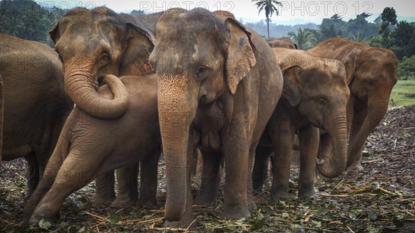 Several Asian elephants (elephas maximus) stand in a natural environment, close to each other, with a sense of community, Pinnawela Elephant Orphanage, Sri Lanka
