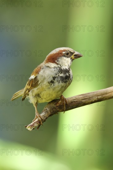 House sparrow (Passer domesticus), female sitting on a branch, Wilnsdorf, North Rhine-Westphalia, Germany