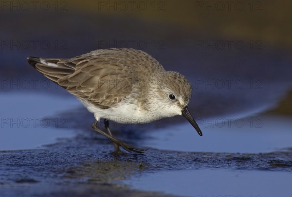 Western Sandpiper (Calidris mauri), California, USA