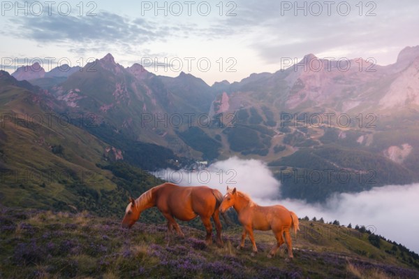Two horses graze peacefully on a lush hillside adorned with wildflowers in the Pyrenees. Majestic mountains and misty valleys form a breathtaking backdrop, bathed in soft morning light in summer