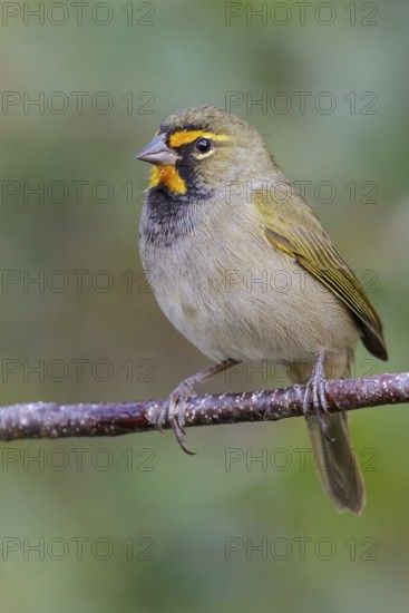 Yellow-faced Grassquit (Tiaris olivaceus) perched on a branch in Cuba