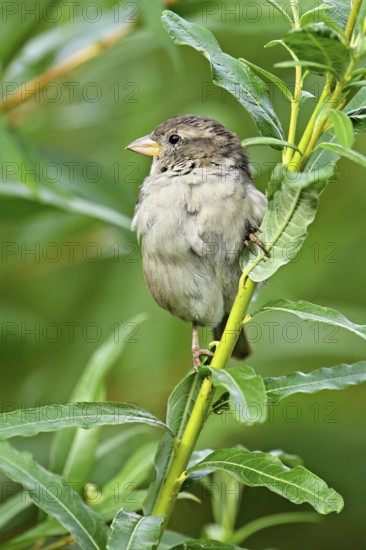 House sparrow (Passer domesticus), female, sitting on a branch, Switzerland