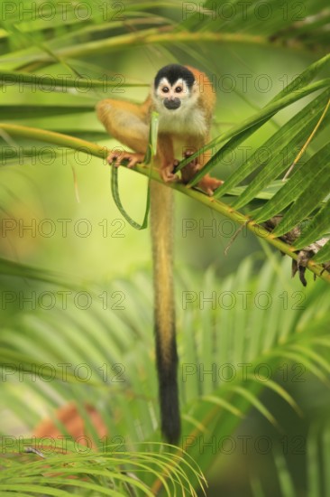 Native only to Costa Rica and Panama, the Black-crowned Central American Squirrel Monkey (Saimiri oerstedii ssp. oerstedii) is classified as endangered by the IUCN