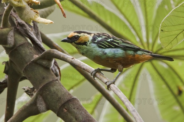 Golden-eared Tanager (Tangara chrysotis), Ecuador