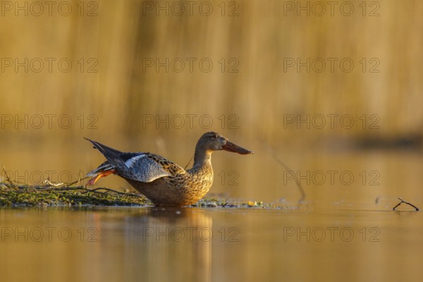 Northern Shoveler (Spatula clypeata) female stretching wing and leg, North Rhine-Westphalia, Germany