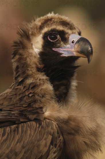 An intimate close-up view of a Cinereous vulture, showcasing its detailed plumage and striking eye