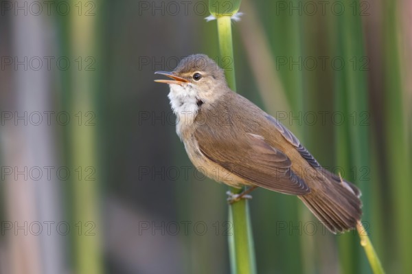 Eurasian Reed Warbler (Acrocephalus scirpaceus) singing in reeds, Poland